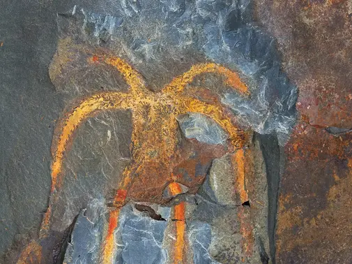 Atelier pour enfants - plongez avec les trilobites
