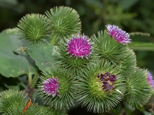 Vernissage de Mimêsis Vernissage de Mimêsis