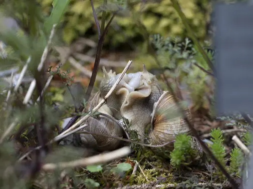 Soirée au Musée - La diversité est dans la nature