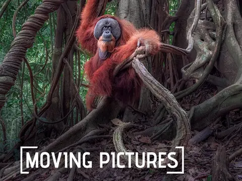 Exposition [Moving Pictures]