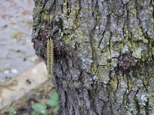 Sauvageons en ville - Myxomy... quoi ?