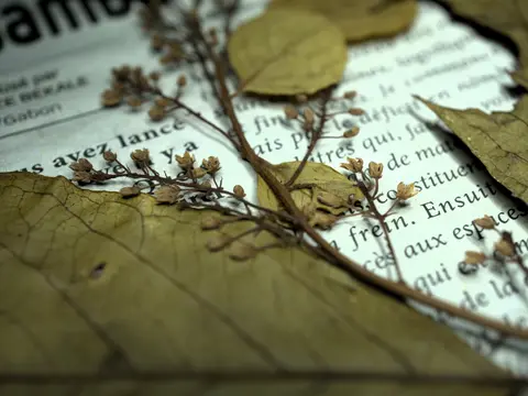 Embelia, révision taxonomique