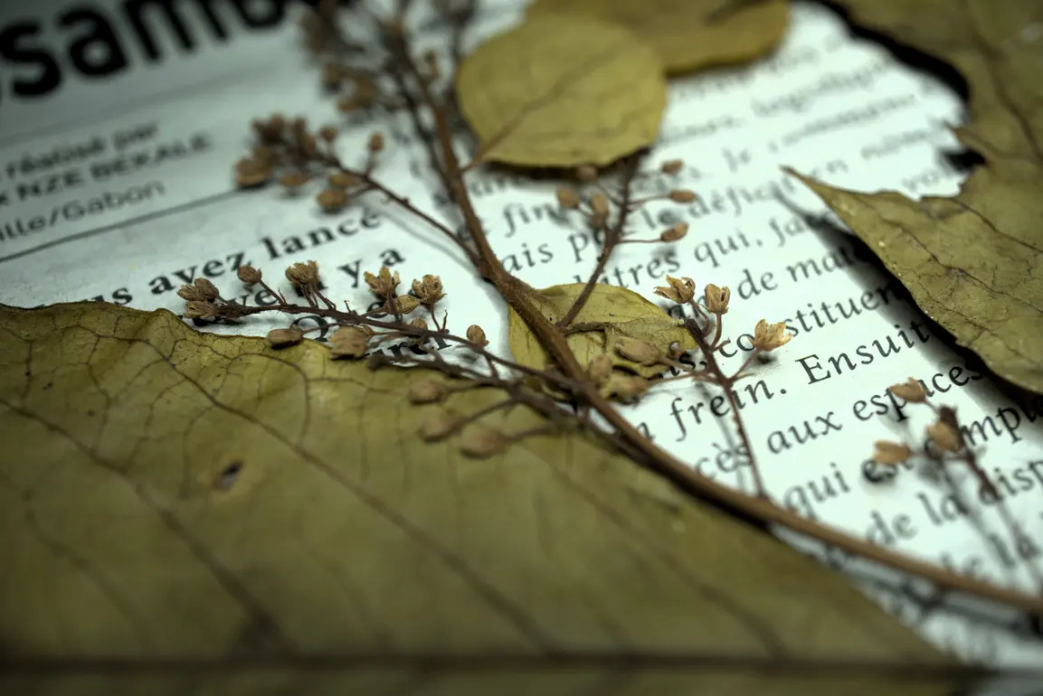 Plante d'herbier séchée