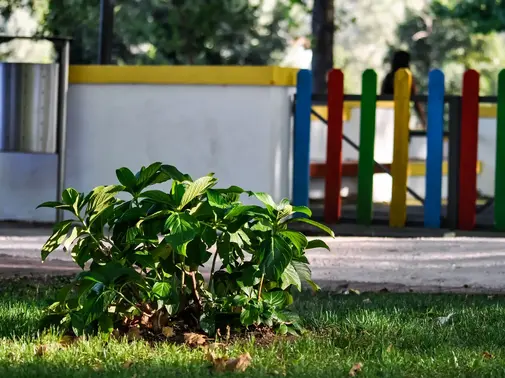 Sauvageons en ville - Laisse béton!