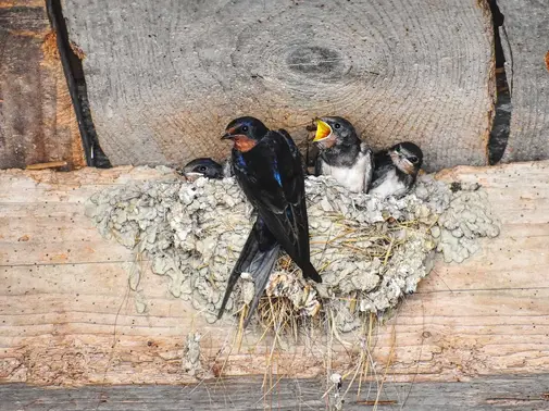 Sauvageons en ville - L'hirondelle ne fait (toujours) le printemps