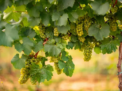 Sauvageons en ville - Toxic tour Pesticides