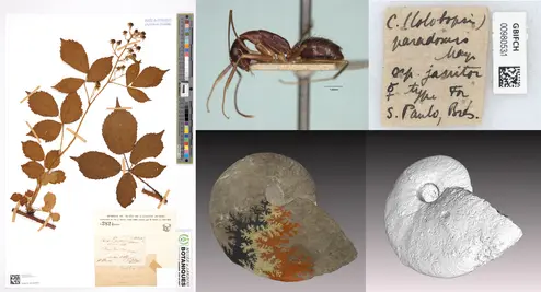 Projets réalisées au Naturéum