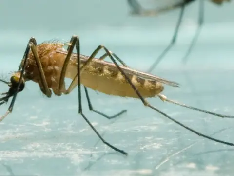 Écologie des interactions hôtes-vecteurs – parasites