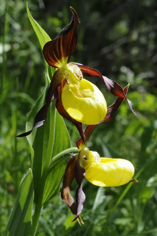 Sabot de Vénus