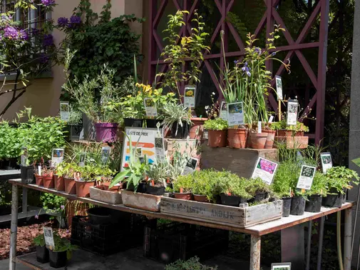 Marché aux plantes