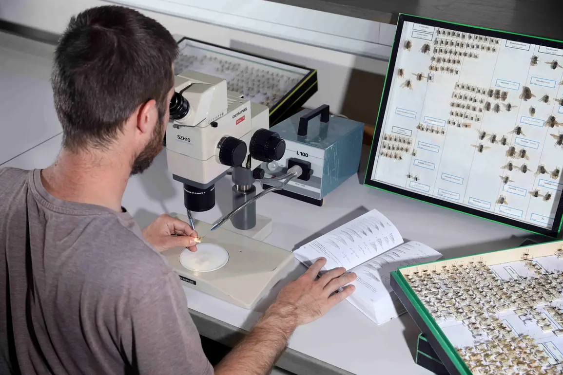 Homme étudiant des insectes dans un microscope
