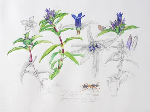 Exposition Natura picta