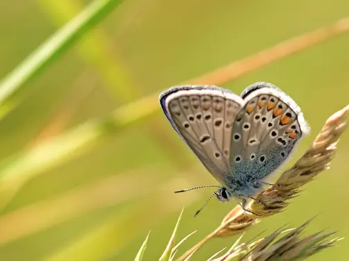 Sauvageons en ville - Minute papillon!
