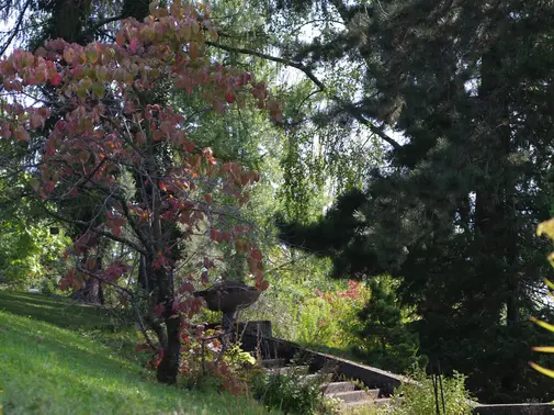 Soirée au Jardin - l'arbre m'a dit