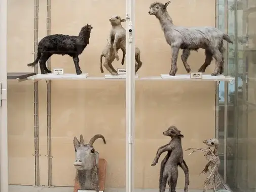 Soirées au Musée - Le goût de l'étrange