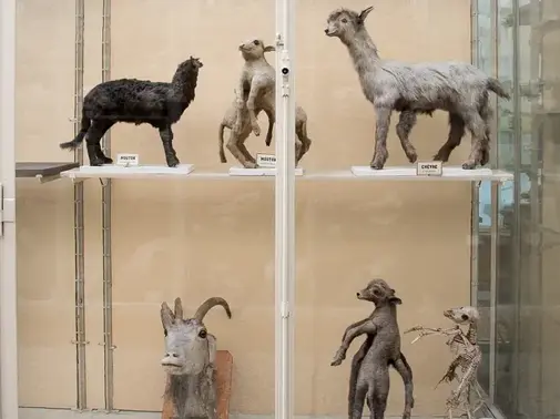 Soirées au Musée - Le goût de l'étrange