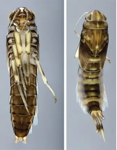photos de deux larves d'insectes aquatiques