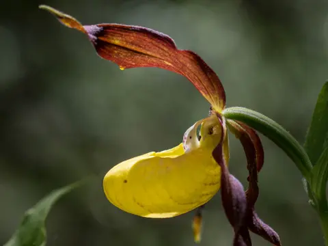 Sabot de Vénus