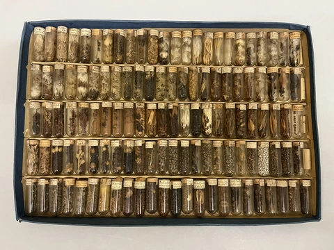 Graines et macrorestes végétaux
