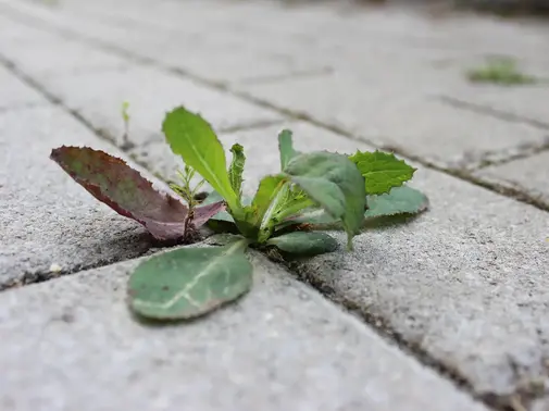 Sauvageons en ville - Sous les pavés, le sauvage