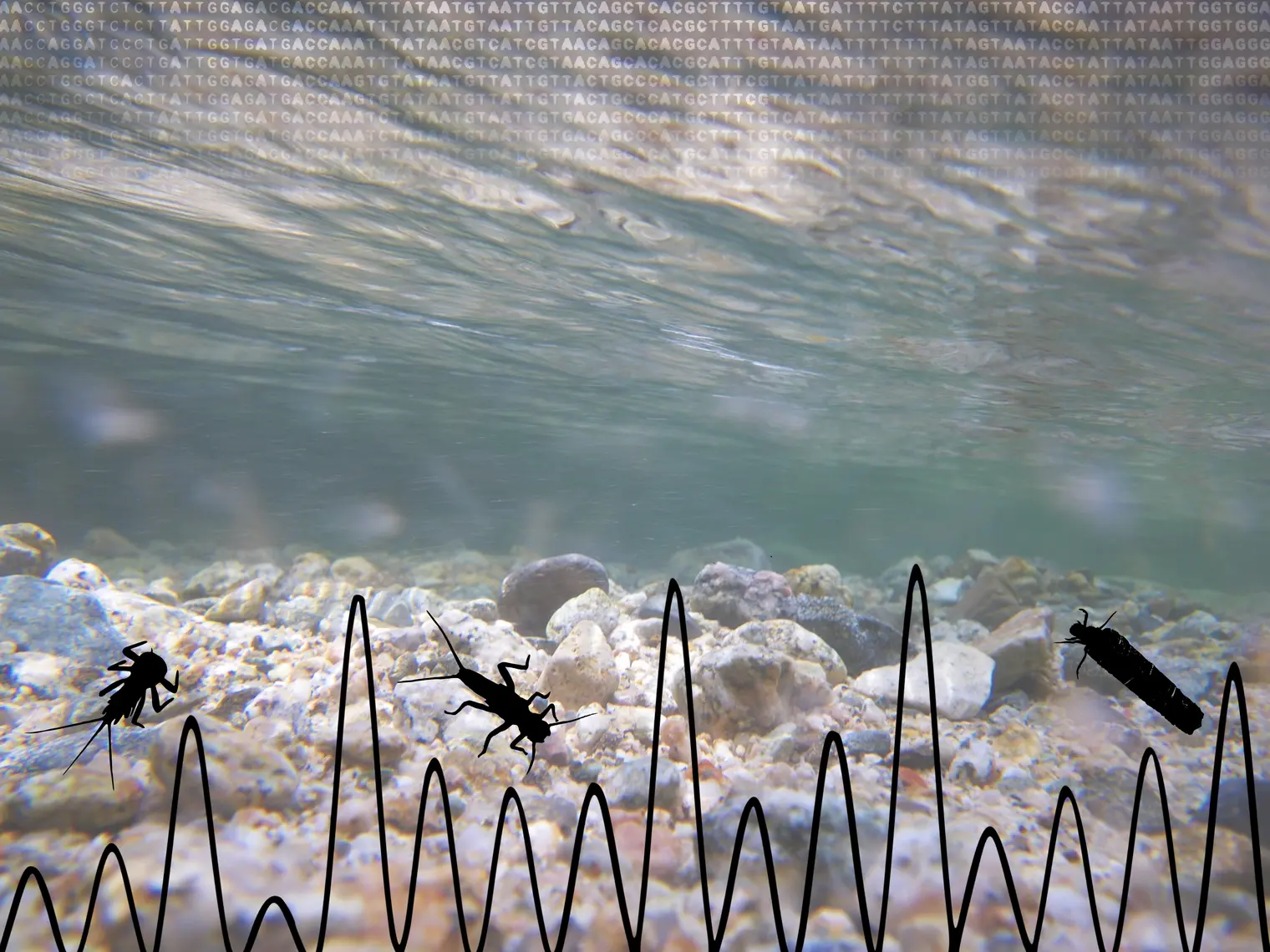 Insectes aquatiques dans une rivière