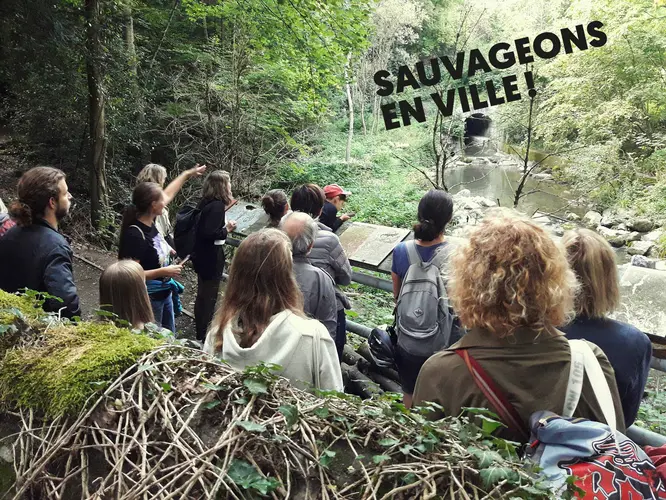 Sauvageons en ville