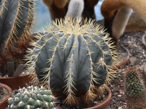 Soirée au Jardin - Cactus?