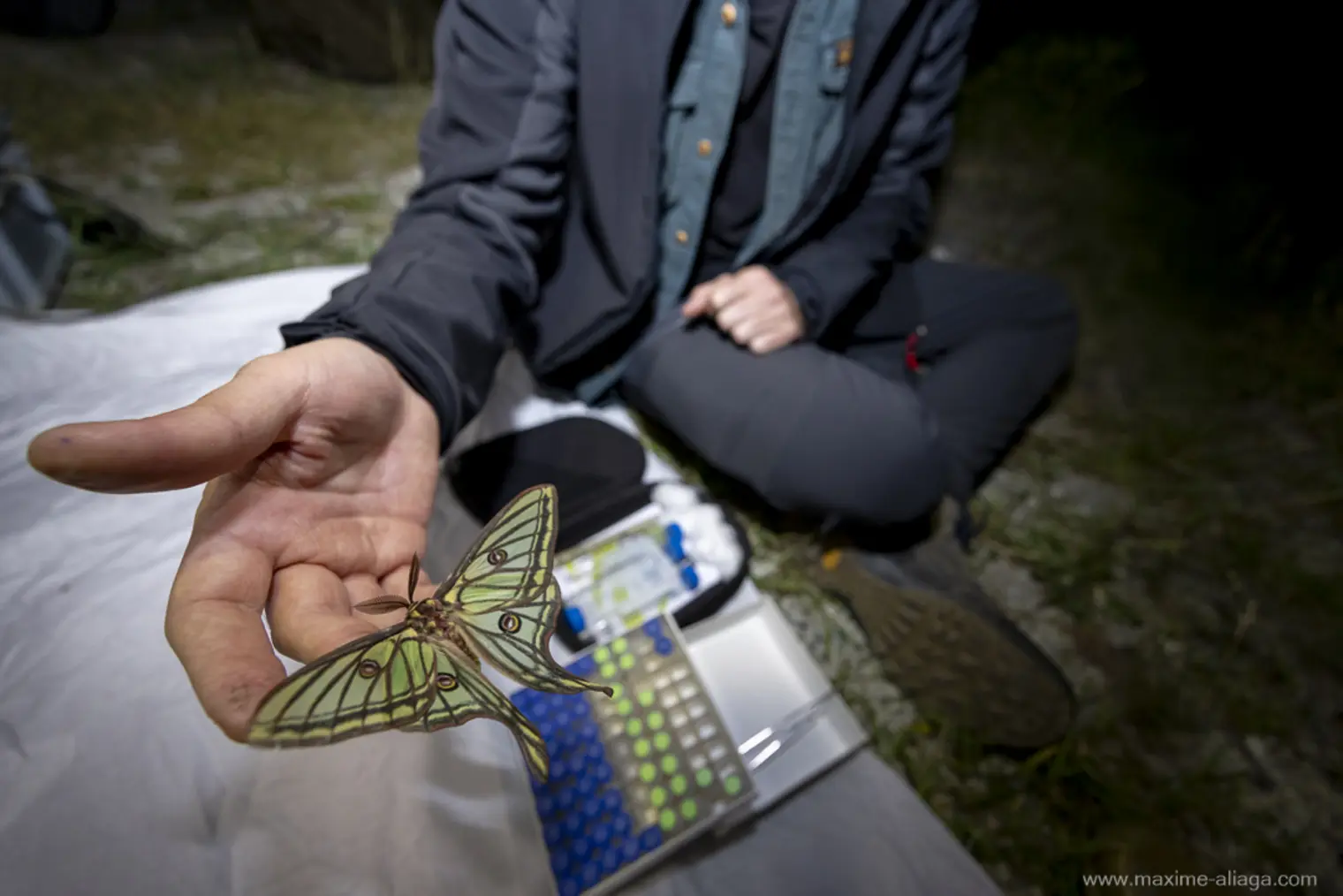 Grand papillon dans une main