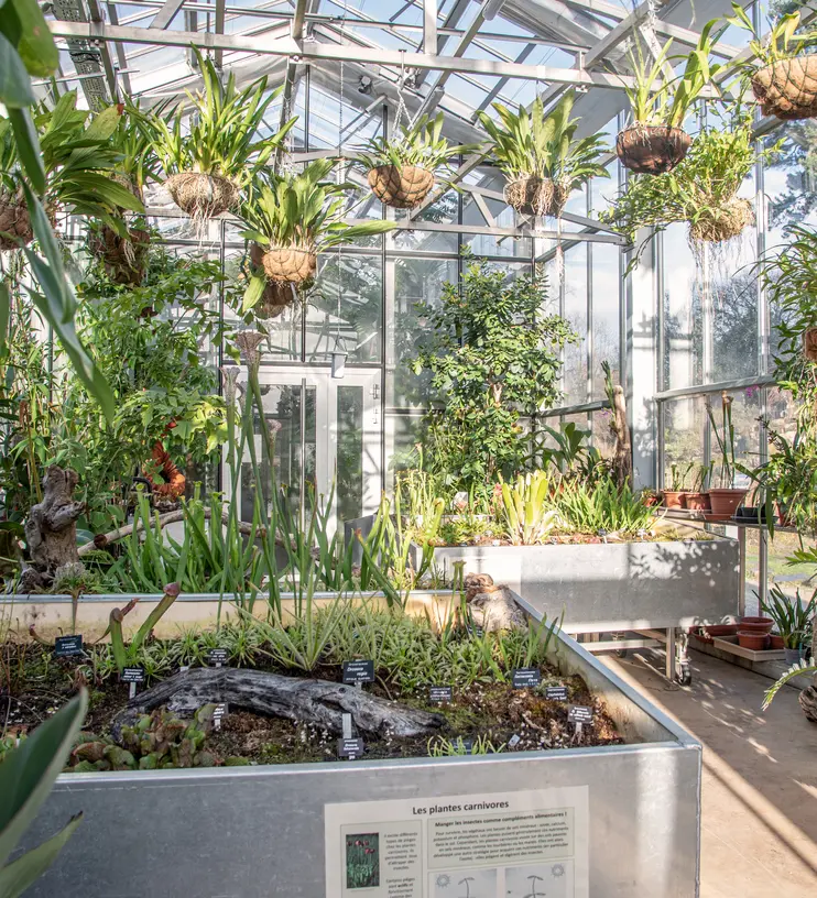[Translate to English:] Intérieur de la serre tropicale, orchidées suspendues