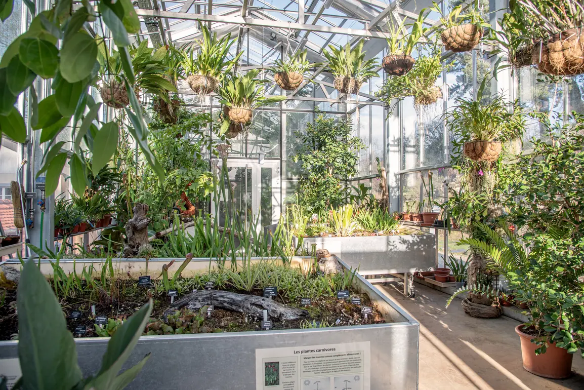 Serre tropicale orchiédes suspendues