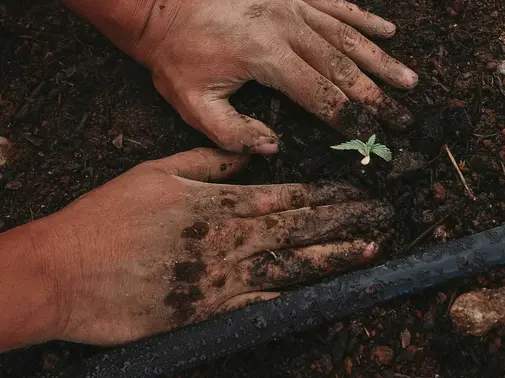 Sauvageons en ville - L'oignon fait la force