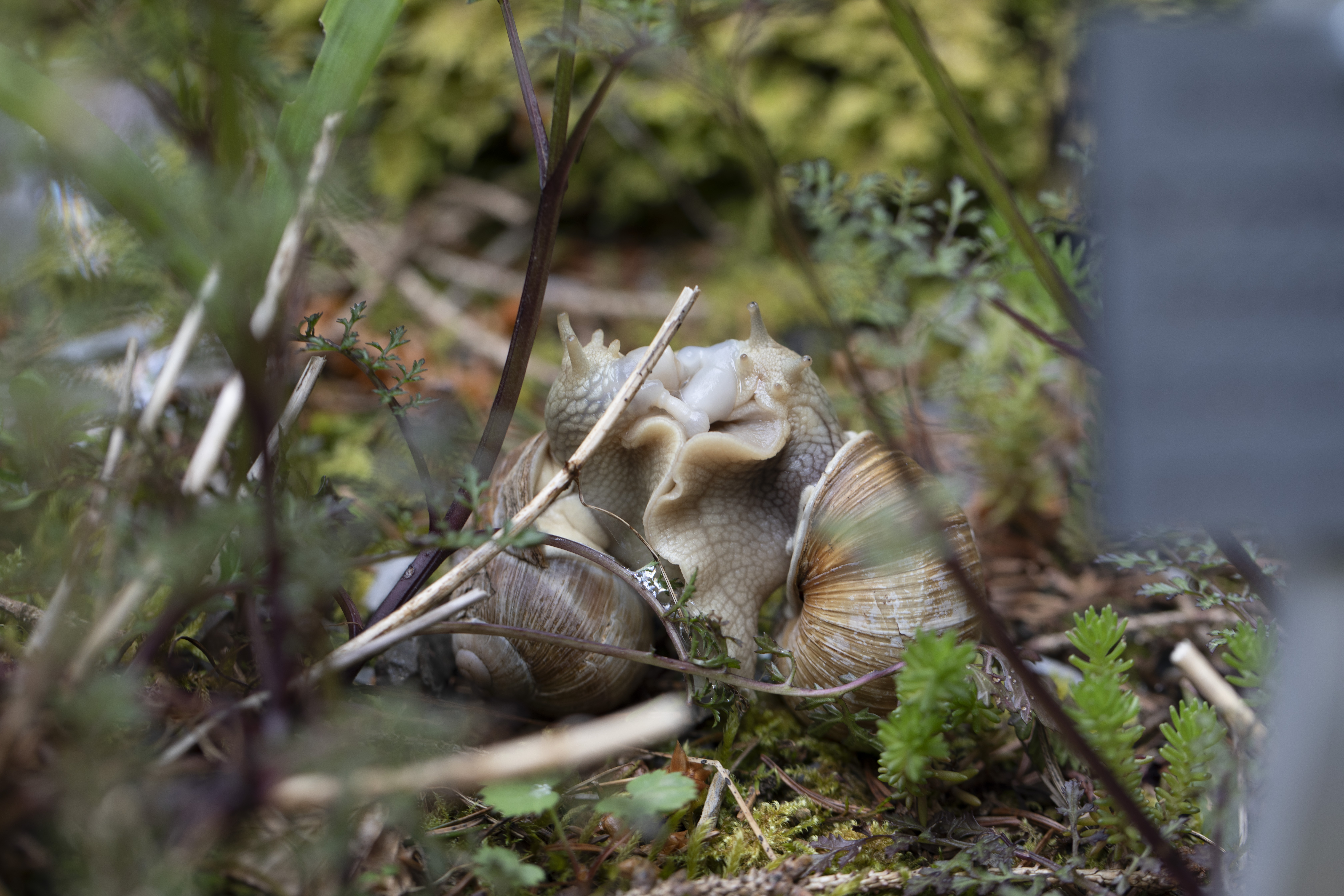 Soirée au Musée - La diversité est dans la nature