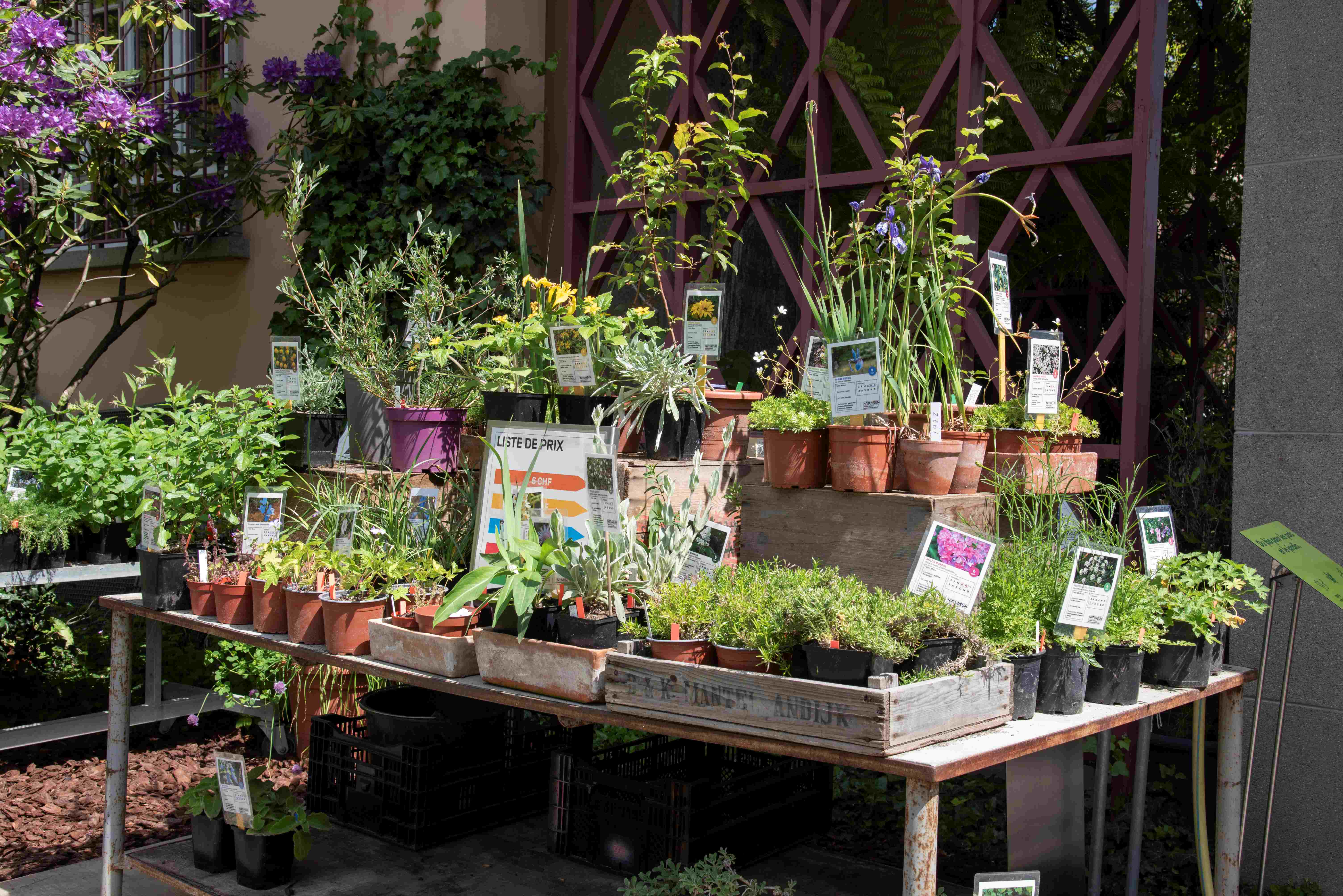 Marché aux plantes